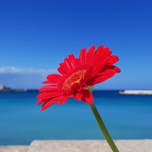 Puglia Italy guided tours Otranto seascape details nature flower